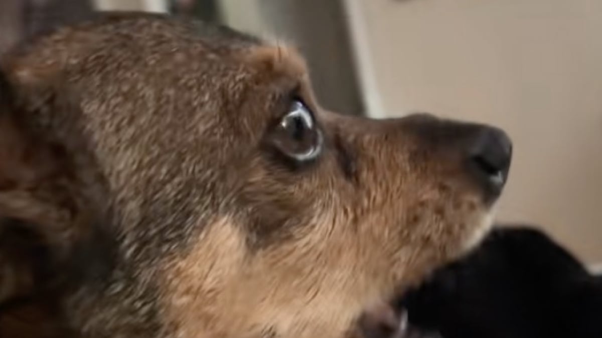 Illustration : "Encouragé par ses adoptants, ce chien senior issu d'un sauvetage apprend à donner de la voix (vidéo)"