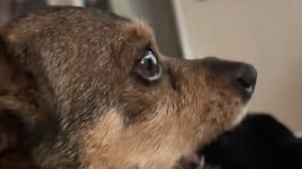 Illustration : Encouragé par ses adoptants, ce chien senior issu d'un sauvetage apprend à donner de la voix (vidéo)
