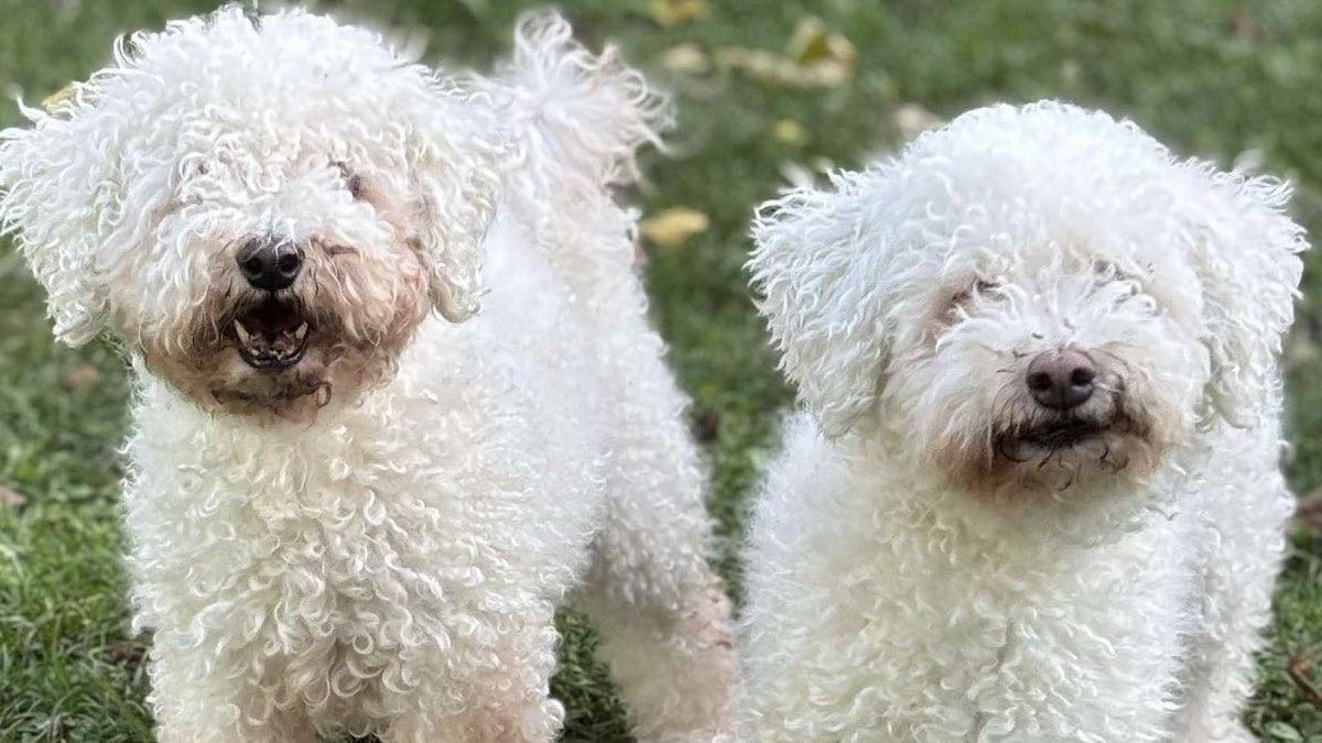 Illustration : "2 Bichons Frisés inséparables cherchent ensemble une nouvelle famille depuis leur abandon"