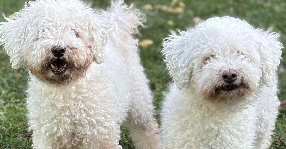 Sitemapcdatahttpabckniqoocomcolors Of Bichon Frisenull