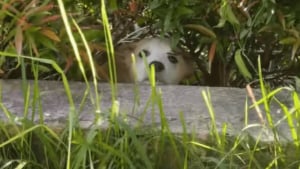 Illustration : Il se cachait sous les buissons et refusait tout contact, ce chien errant découvre enfin la sécurité d'un foyer