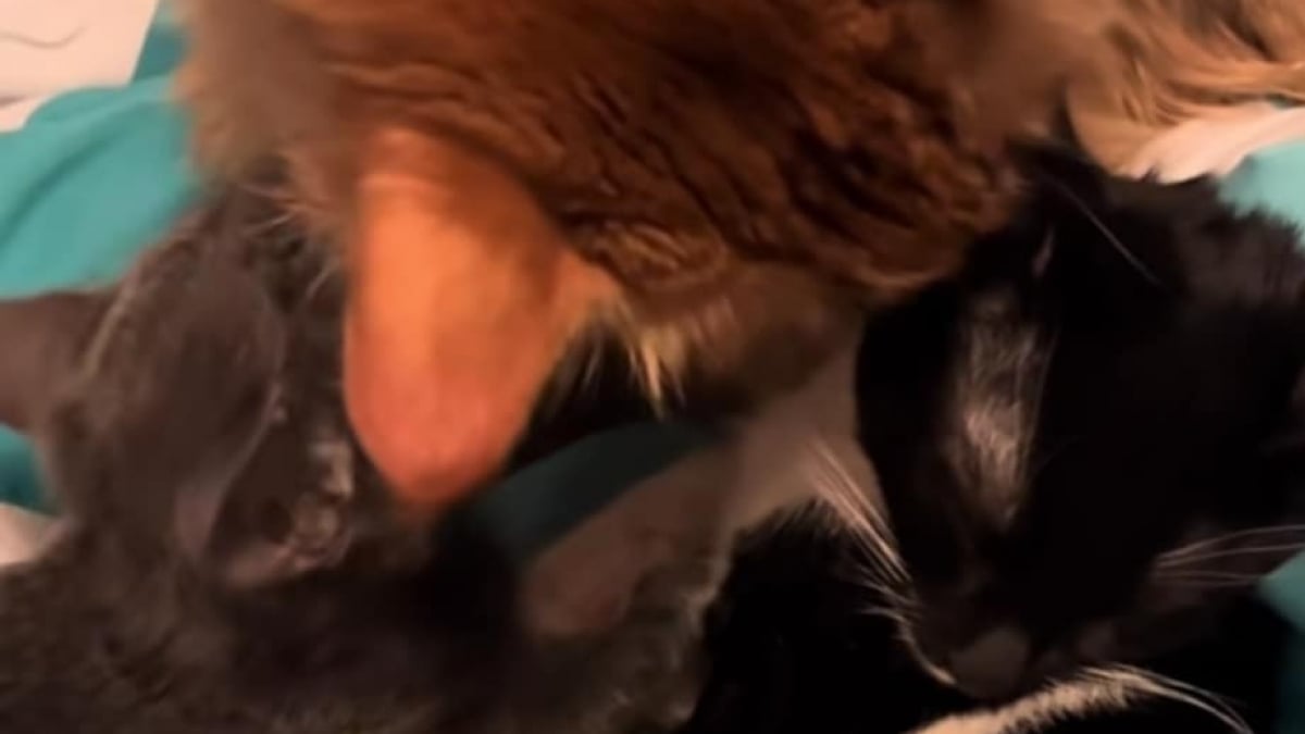 Illustration : "Un chat turbulent change totalement de comportement lorsqu'il devient papa (vidéo) "