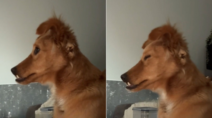 Illustration : Après avoir essayé de survivre dans la rue, ce chien apprend à baisser sa garde et à profiter de la vie (vidéo)