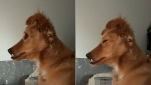 Illustration : Après avoir essayé de survivre dans la rue, ce chien apprend à baisser sa garde et à profiter de la vie (vidéo)