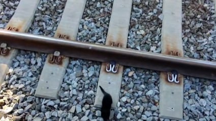 Illustration : Un chaton inconscient du danger erre sur des rails de train, des bienfaiteurs ont 5 minutes pour le sauver (vidéo) 