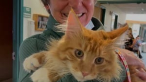 Illustration : La relation entre son chien d’assistance et des personnes âgées ne prend pas, elle décide d’emmener son chat puis la magie opère