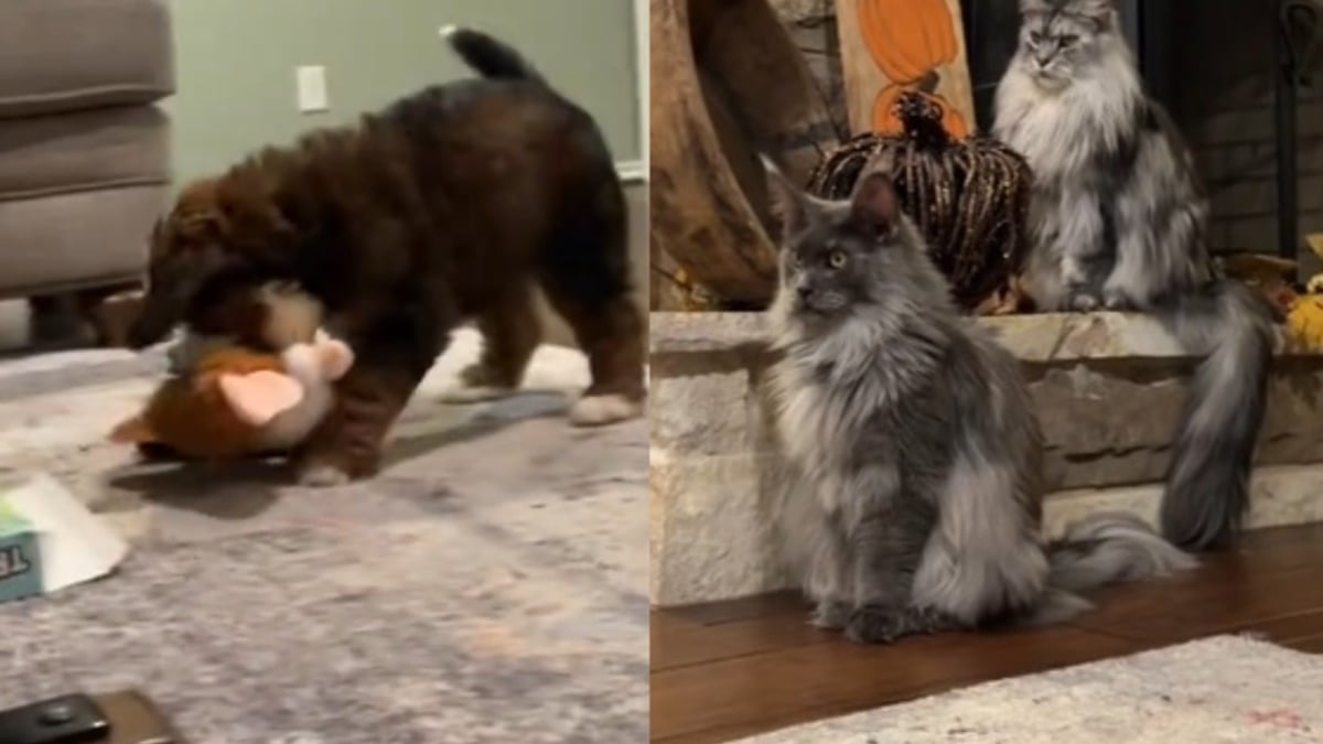 Illustration : "Les 2 chats de la famille ne savent pas quoi penser du nouveau chiot qui s'agite sous leur regard perplexe (vidéo)"