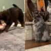 Illustration : Les 2 chats de la famille ne savent pas quoi penser du nouveau chiot qui s'agite sous leur regard perplexe (vidéo)