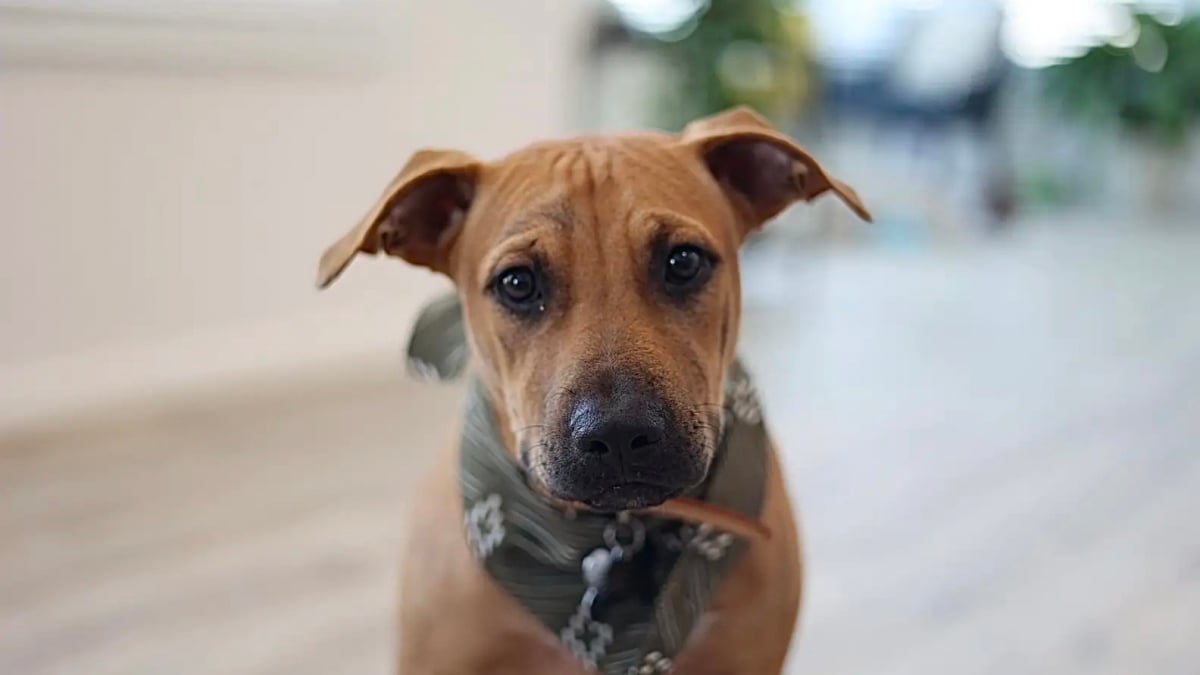 Illustration : "« Absolument, ramène-le à la maison » un chien errant terrifié voit son destin bouleversé grâce à une phrase spontanée (vidéo)"