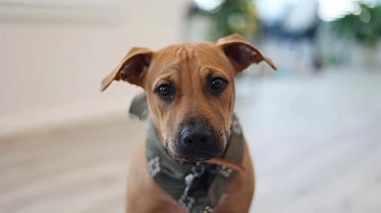 Illustration : « Absolument, ramène-le à la maison » un chien errant terrifié voit son destin bouleversé grâce à une phrase spontanée (vidéo)