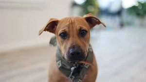 Illustration : « Absolument, ramène-le à la maison » un chien errant terrifié voit son destin bouleversé grâce à une phrase spontanée (vidéo)