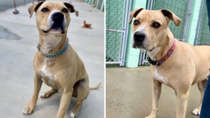 Illustration : Pensionnaire d’un refuge depuis plus de 2000 jours, Leo ne perd pas espoir de trouver un jour sa famille pour la vie (vidéo)