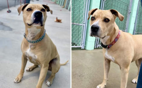 Pensionnaire d’un refuge depuis plus de 2000 jours, Leo ne perd pas espoir de trouver un jour sa famille pour la vie (vidéo)