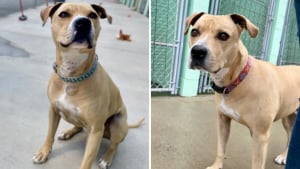 Illustration : Pensionnaire d’un refuge depuis plus de 2000 jours, Leo ne perd pas espoir de trouver un jour sa famille pour la vie (vidéo)