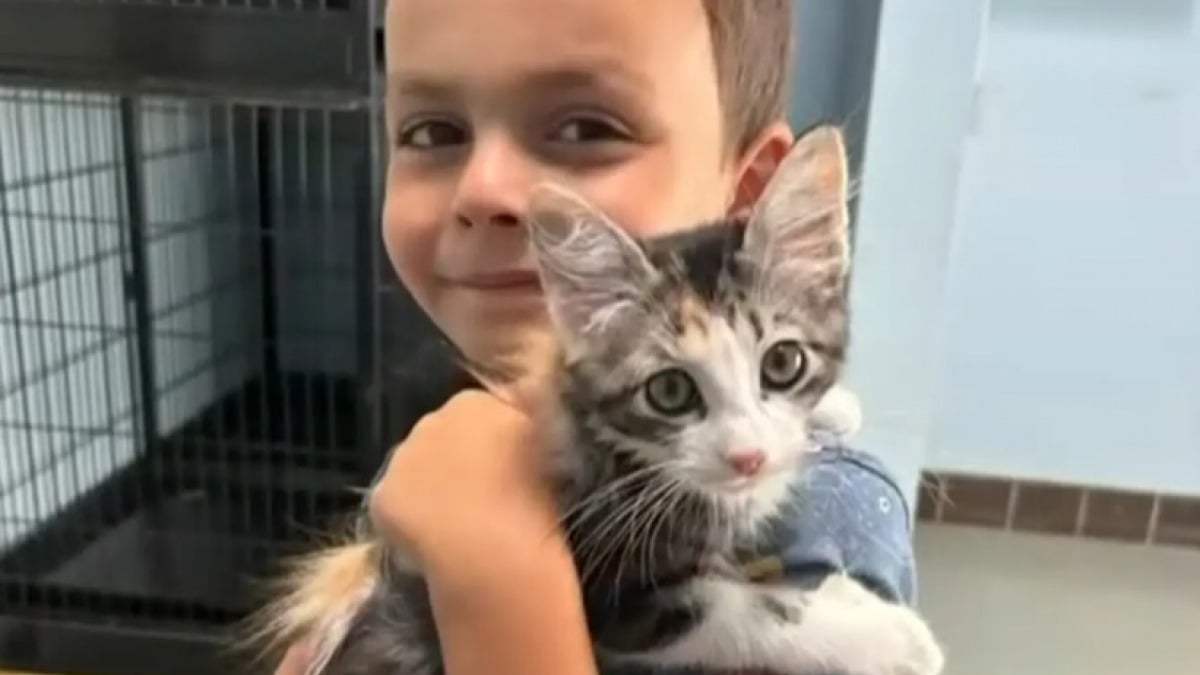 Illustration : "Afin de pouvoir réunir la somme nécessaire à l’adoption d’un adorable chaton, ce petit garçon se retrousse les manches et propose un service hors du commun"