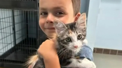 Illustration : Afin de pouvoir r&eacute;unir la somme n&eacute;cessaire &agrave; l&rsquo;adoption d&rsquo;un adorable chaton, ce petit gar&ccedil;on se retrousse les manches et propose un service hors du commun