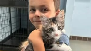 Illustration : Afin de pouvoir réunir la somme nécessaire à l’adoption d’un adorable chaton, ce petit garçon se retrousse les manches et propose un service hors du commun