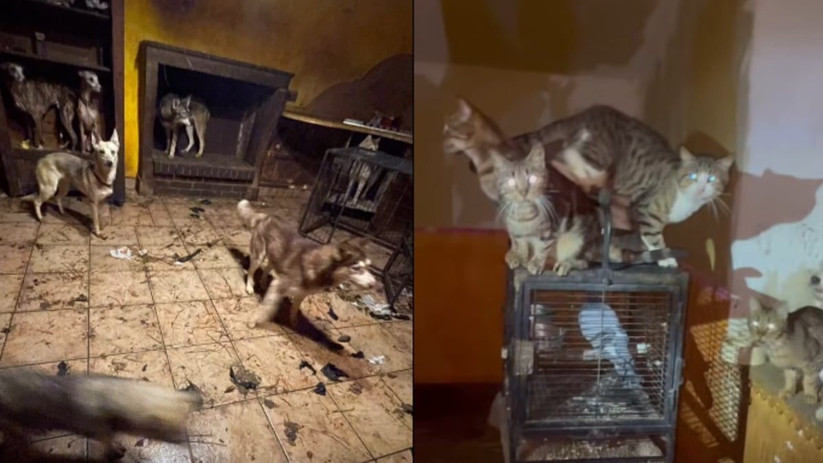 Illustration : "Plus de 80 animaux sauvés d'une maison insalubre, leurs effroyables conditions de vie provoquent un malaise chez un gendarme"