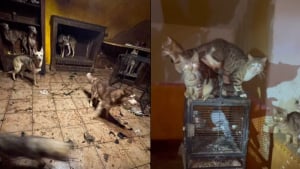 Illustration : Plus de 80 animaux sauvés d'une maison insalubre, leurs effroyables conditions de vie provoquent un malaise chez un gendarme