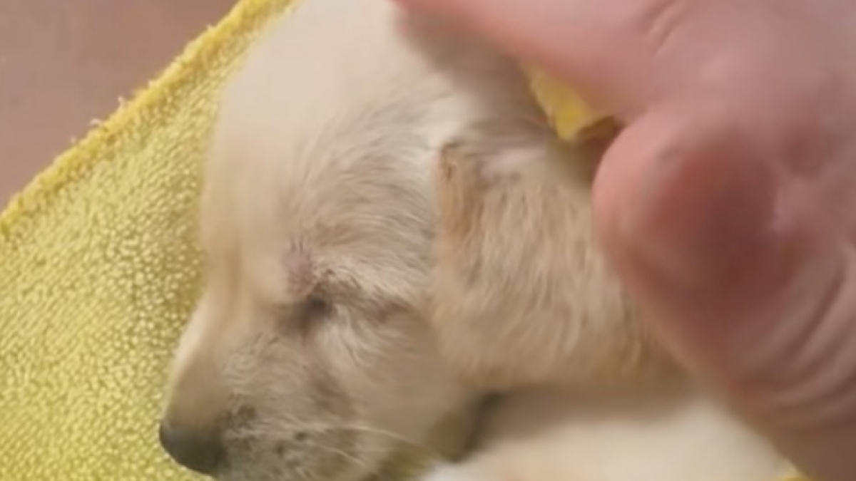 Illustration : "Une femme rencontre un chiot abandonné dans un champ et se retrouve submergée lorsqu’elle le voit remuer la queue (vidéo)"