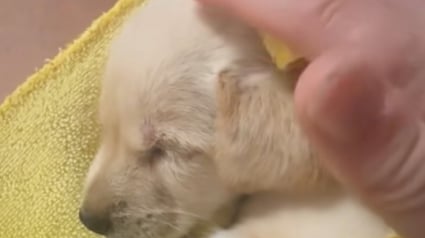 Illustration : Une femme rencontre un chiot abandonné dans un champ et se retrouve submergée lorsqu’elle le voit remuer la queue (vidéo)