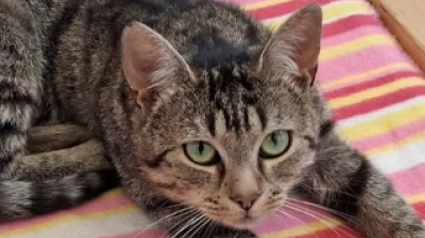 Illustration : Touché par une toxoplasmose sévère, ce chat reprend progressivement du poids et redécouvre le plaisir de jouer