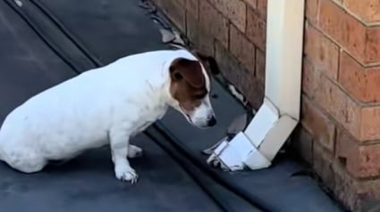 Illustration : Un Jack Russell provoque le rire de ses propriétaires en développant une obsession pour une gouttière après avoir vu une souris en sortir (vidéo)