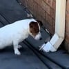 Illustration : Un Jack Russell provoque le rire de ses propriétaires en développant une obsession pour une gouttière après avoir vu une souris en sortir (vidéo)