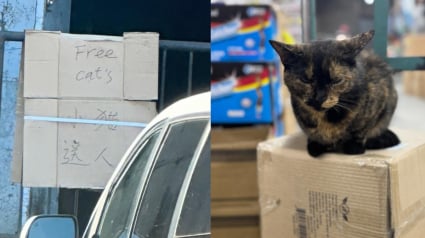 Illustration : Un passant découvre un panneau "Chats gratuits" devant un entrepôt et change le destin de 4 félins