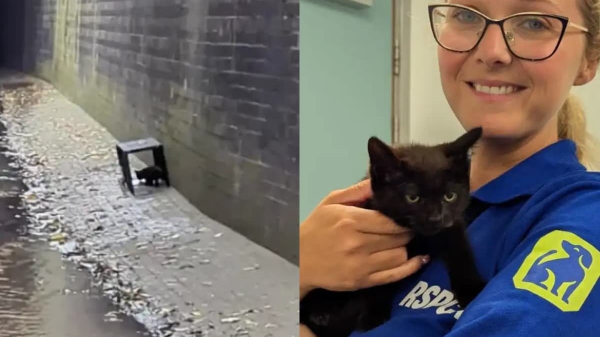 Illustration : "Les pleurs d'un chaton résonnant dans un tunnel interpellent un passant qui appelle les secours"