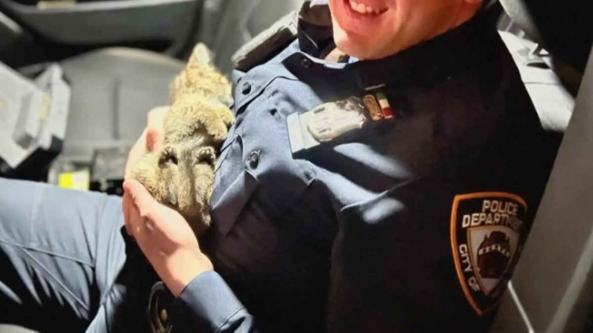 Illustration : "En serrant contre lui le chaton qu’il vient de sauver, un policier comprend qu’il ne pourra plus jamais s’en séparer"