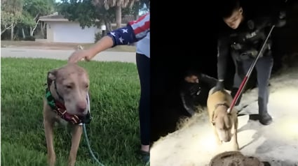 Illustration : Le chien aveugle d'une famille disparaît en pleine nuit dans un secteur infesté de crocodiles, la police intervient en urgence