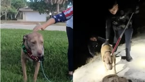 Illustration : "Le chien aveugle d'une famille disparaît en pleine nuit dans un secteur infesté de crocodiles, la police intervient en urgence"