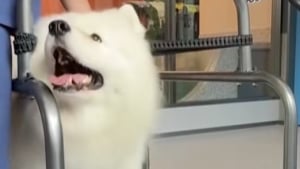 Illustration : "« Ces méthodes sont beaucoup plus douces pour leur corps », la première salle de sport pour chiens ouvre ses portes (vidéo)"