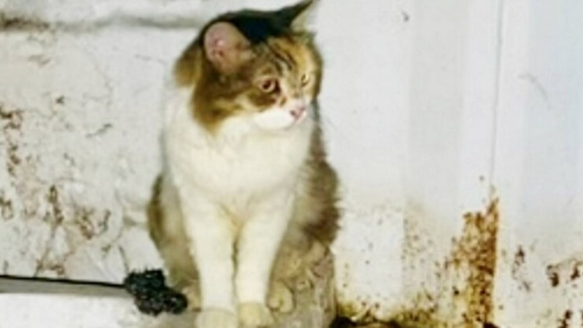 Illustration : "Après avoir vécu 2 ans dans une salle de bain abandonnée, cette chatte s’apprête à respirer un nouvel air "