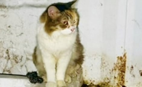 Après avoir vécu 2 ans dans une salle de bain abandonnée, cette chatte s’apprête à respirer un nouvel air 