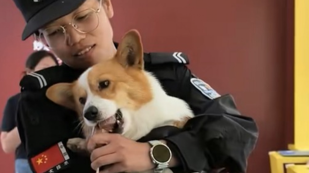 Illustration : "Un chien policier vole la saucisse grillée d’une petite fille lors d’un festival "