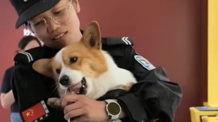 Illustration : Un chien policier vole la saucisse grillée d’une petite fille lors d’un festival 