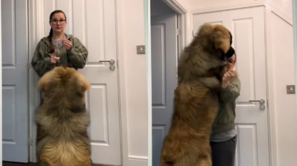 Illustration : Un Leonberg d'un an en pleine croissance montre qu’il a déjà la taille d’un géant tout en restant affectueux et obéissant (vidéo)