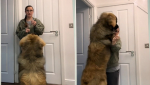 Illustration : Un Leonberg d'un an en pleine croissance montre qu’il a déjà la taille d’un géant tout en restant affectueux et obéissant (vidéo)