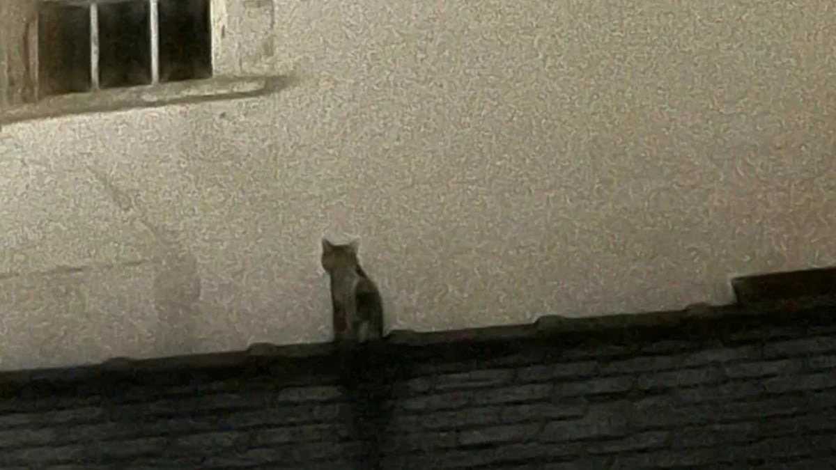 Illustration : "Un chat brûlé survit pendant 4 semaines dans un immeuble incendié avant d’être repéré sur le toit"