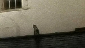 Illustration : "Un chat brûlé survit pendant 4 semaines dans un immeuble incendié avant d’être repéré sur le toit"