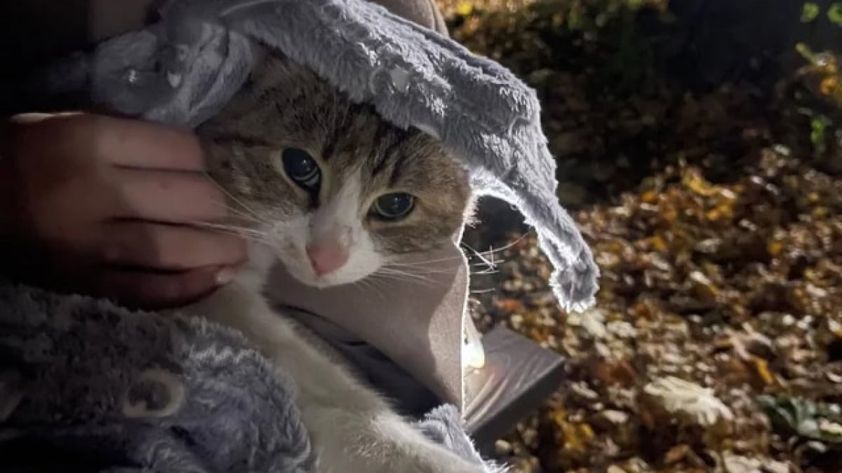 Illustration : "Chaque soir dans le parc, une promeneuse croise un chat tigré qui finit par s’inviter progressivement dans sa vie"
