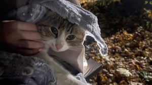 Illustration : Chaque soir dans le parc, une promeneuse croise un chat tigré qui finit par s’inviter progressivement dans sa vie