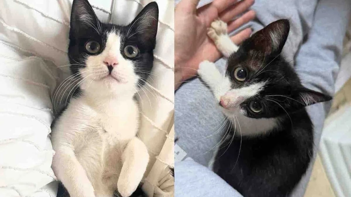 Illustration : "Trouvé sous une voiture et terrifié par les humains, ce chaton révèle sa véritable personnalité une fois en sécurité"