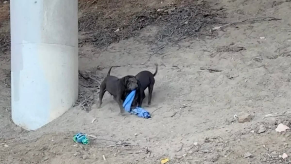 Illustration : "Errants à proximité d’une autoroute, ces 3 chiots secourus apprennent désormais ce que signifie être aimés  (vidéo )"