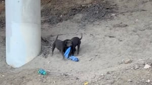 Illustration : Errants &agrave; proximit&eacute; d&rsquo;une autoroute, ces 3 chiots secourus apprennent d&eacute;sormais ce que signifie &ecirc;tre aim&eacute;s  (vid&eacute;o )