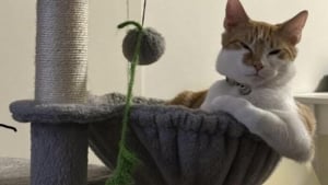 Illustration : "15 chiens et chats immortalisés au pire moment pour notre plus grand plaisir"