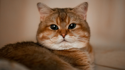 Illustration : 7 fa&ccedil;ons dont votre chat vous fait comprendre qu&rsquo;il peut lire en vous comme dans un livre ouvert