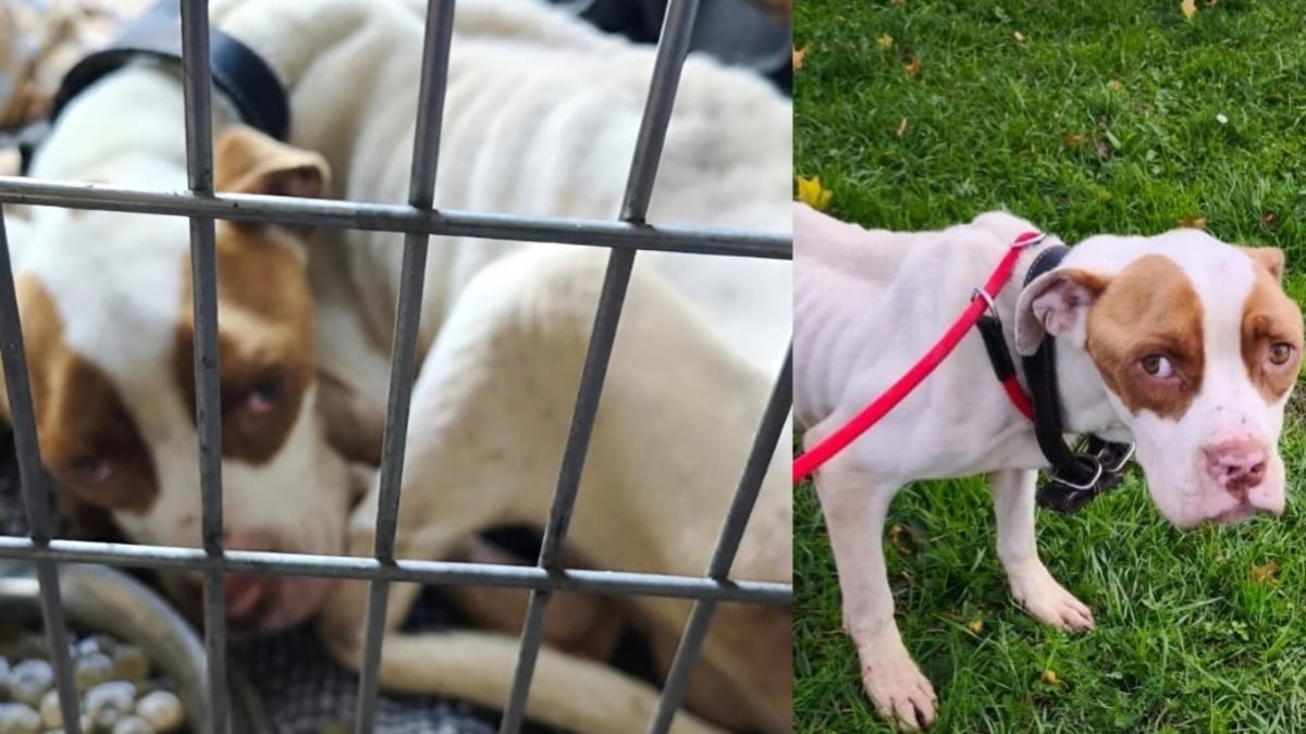 Illustration : "Après n'avoir connu que la faim, la peur et la douleur, un chien est sauvé de son maître dénoncé par des voisins inquiets"